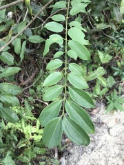 Strychnos angustiflora