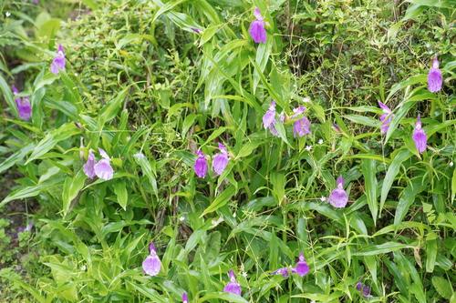 Roscoea auriculata, photograph 2