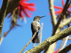 Eupetomena cirrochloris