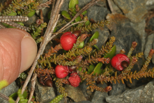 Lepidothamnus laxifolius (Lepidothamnus laxifolius)