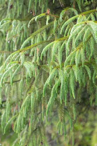 Picea spinulosa, photograph 1