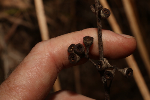 Image of Eucalyptus campanulata by (c) Greg Tasney, some rights reserved (CC BY-SA)