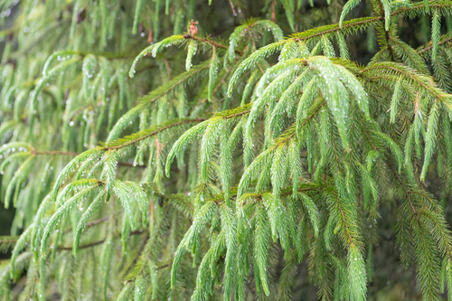 Picea spinulosa