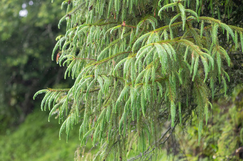 Picea spinulosa, photograph 2