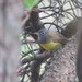 Connecticut Warbler - Photo (c) Carter Dorscht, some rights reserved (CC BY-NC-SA), uploaded by Carter Dorscht