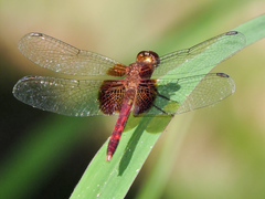 Erythrodiplax fervida