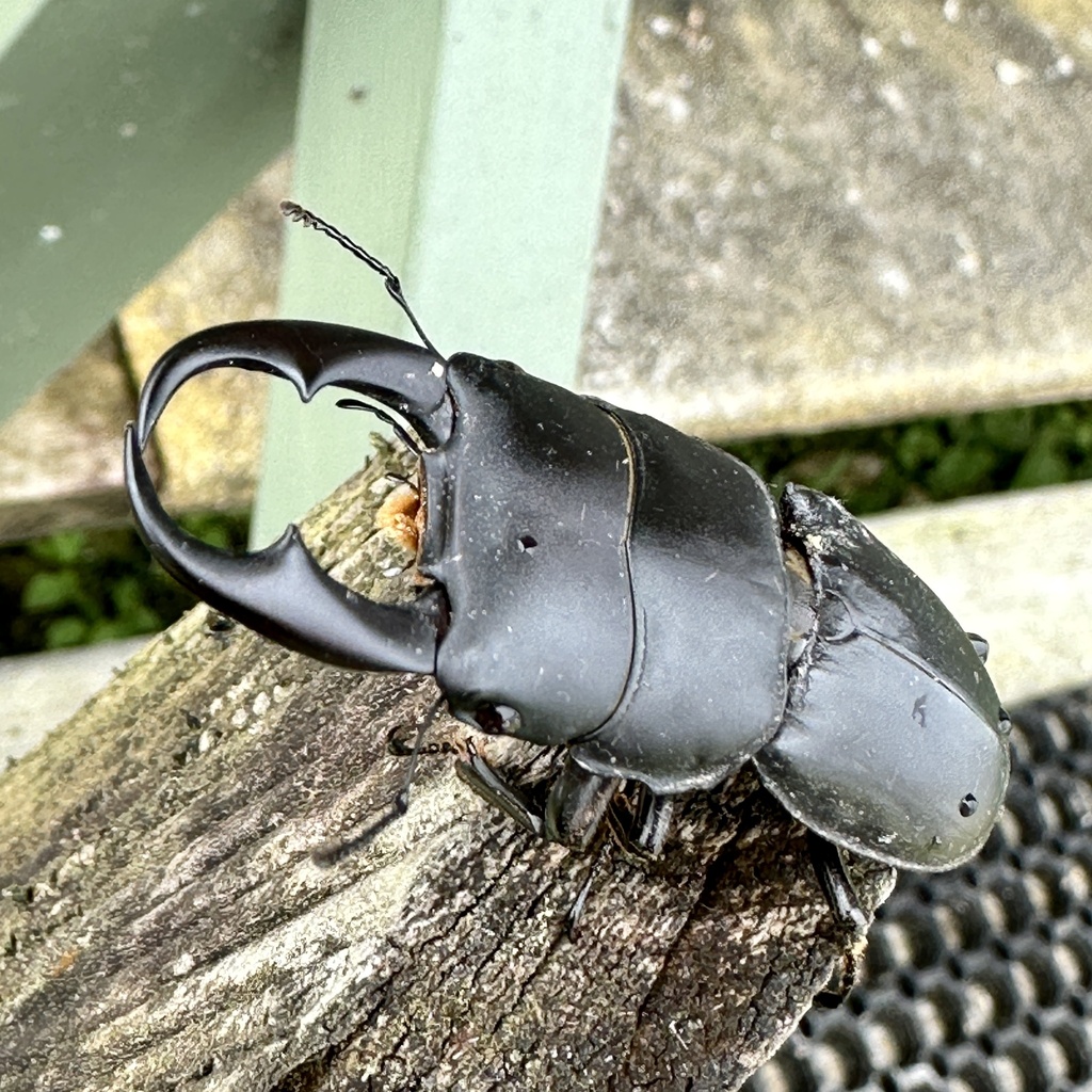 Dorcus meeki