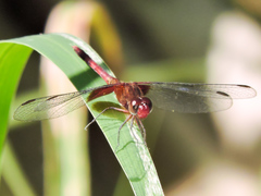 Erythrodiplax fervida