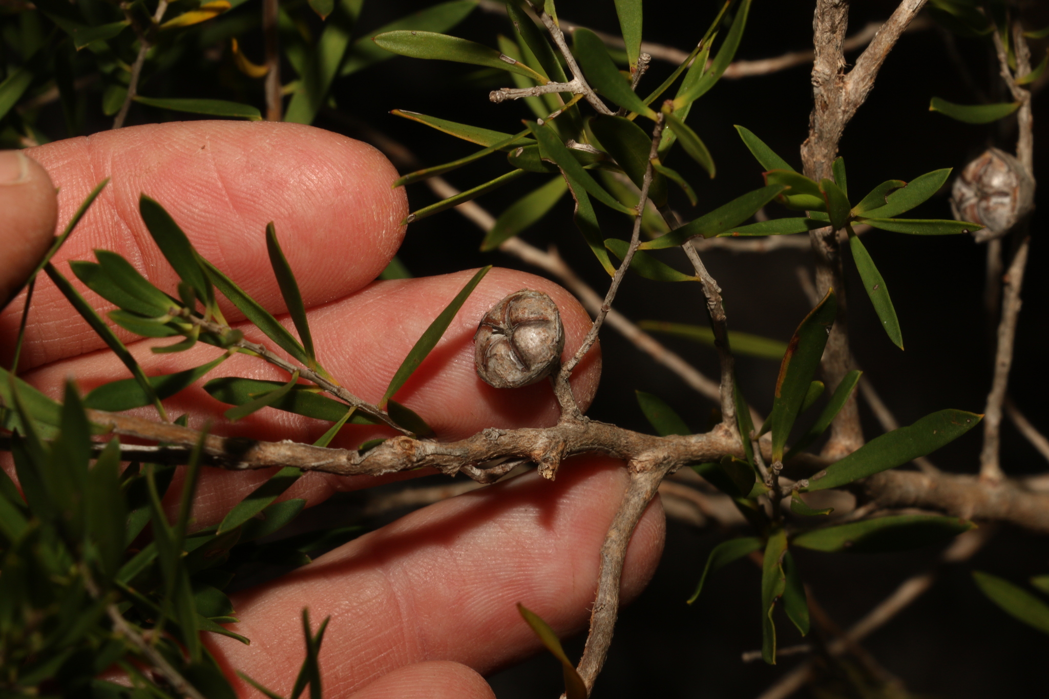 Leptospermum barneyense
