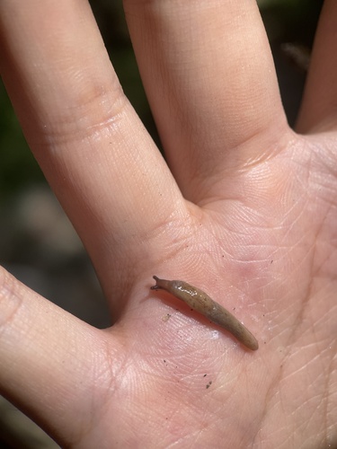 Deroceras altaicum