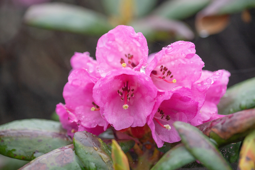 Rhododendron aeruginosum, photograph 5