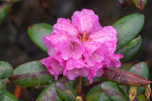Rhododendron aeruginosum, photograph 6