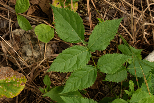 Steganotaenia araliacea image