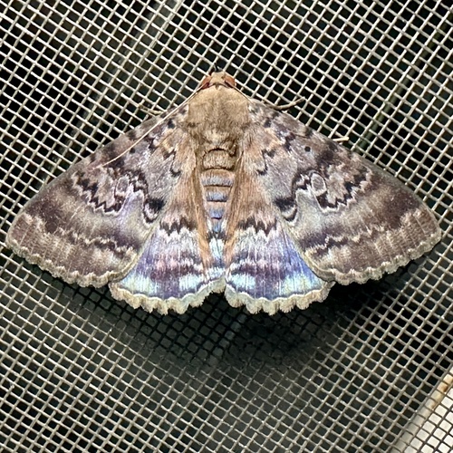 Plain cloak moth