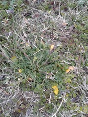 Capsella bursa-pastoris