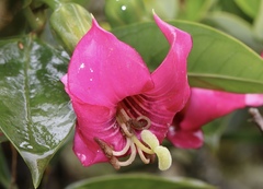 Symbolanthus mathewsii