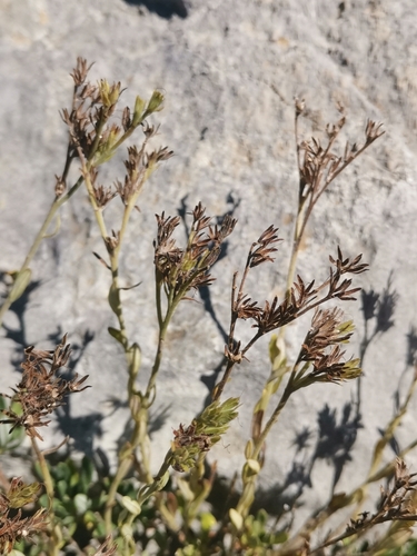 Image of Moltkia petraea by (c) Ljaž, some rights reserved (CC BY)
