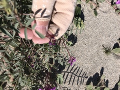 Astragalus insularis harwoodii