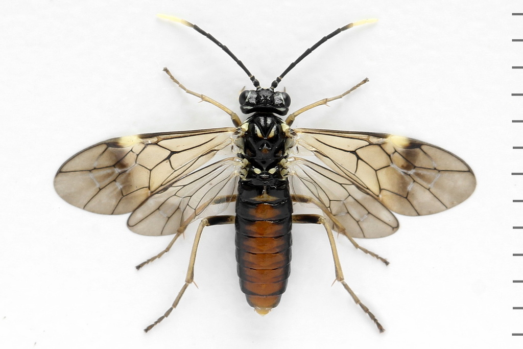 Bordered Carver