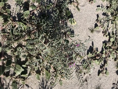 Astragalus insularis harwoodii