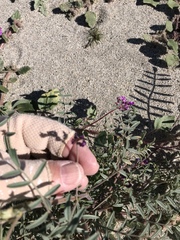 Astragalus insularis harwoodii