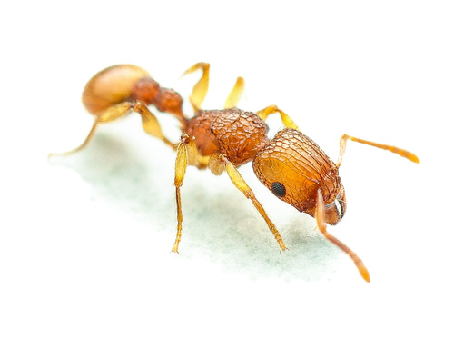 光颚铺道蚁Tetramorium insolens