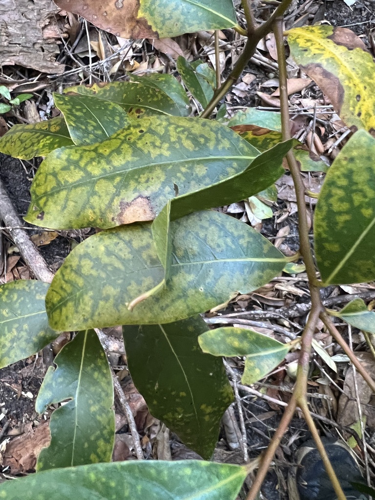 cryptocarya-from-pointer-mountain-nsw-au-on-july-30-2023-at-12-10-pm