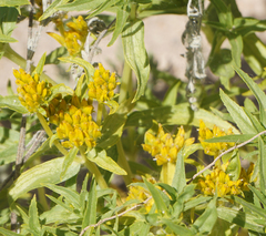 Flaveria campestris
