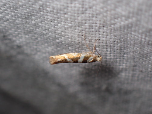 Bronze Alder Moth, Schiermonnikoog, Netherlands, photo 8 of 10