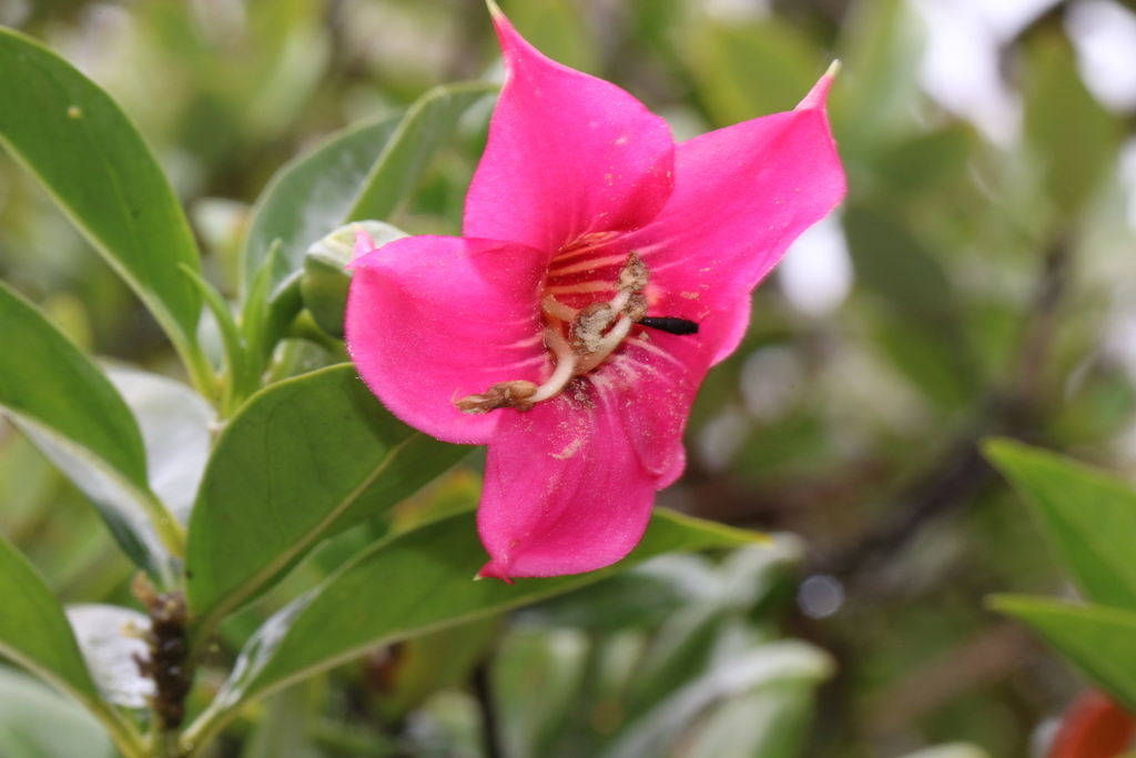 Symbolanthus mathewsii