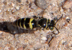 Bembecinus