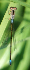 Ischnura damula