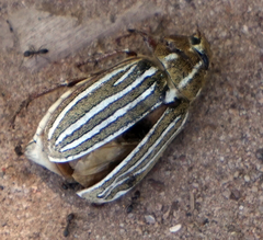 Polyphylla decemlineata