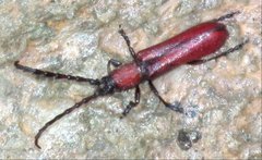 Pyrestes haematicus