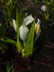 Lysichiton camtschatcensis