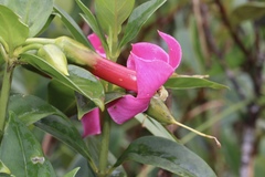 Symbolanthus mathewsii