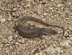 Storr's Monitor photo 2
