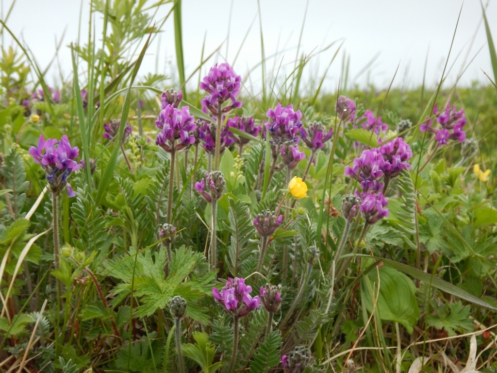 Oxytropis erecta
