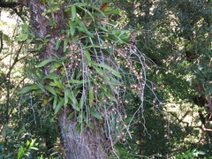 Oncidium cariniferum