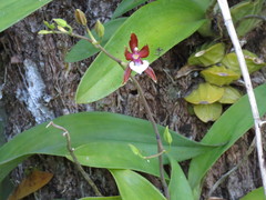 Oncidium cariniferum