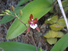 Oncidium cariniferum