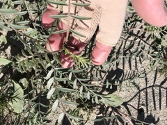 Astragalus insularis harwoodii