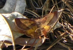 Metarranthis obfirmaria