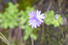 Primula primulina