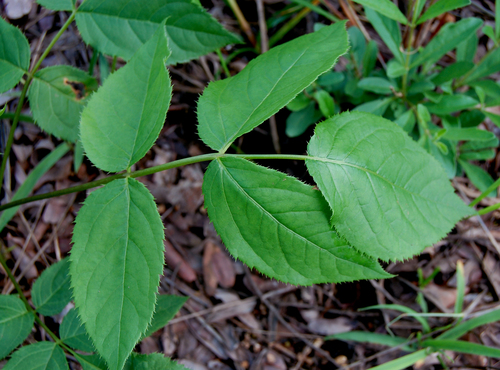 Steganotaenia araliacea image