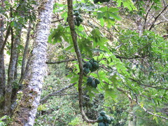 Vasconcellea pubescens