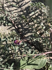 Astragalus insularis harwoodii