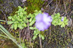 Primula primulina, photograph Morten Ross, CC BY, iNaturalist via GBIF