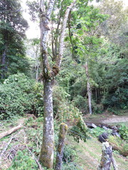 Vasconcellea pubescens