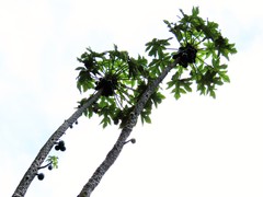 Vasconcellea pubescens